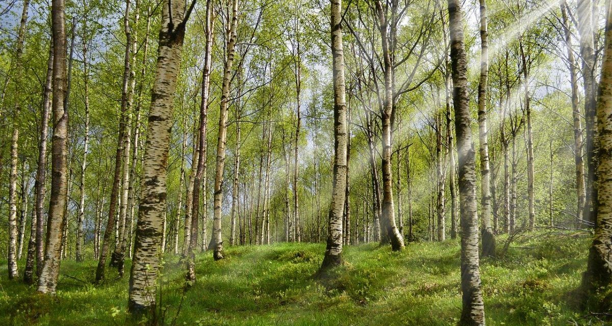 NLP Plastpall er bedre for miljøet